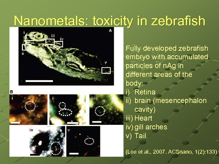Nanometals: toxicity in zebrafish Fully developed zebrafish embryo with accumulated particles of n. Ag
