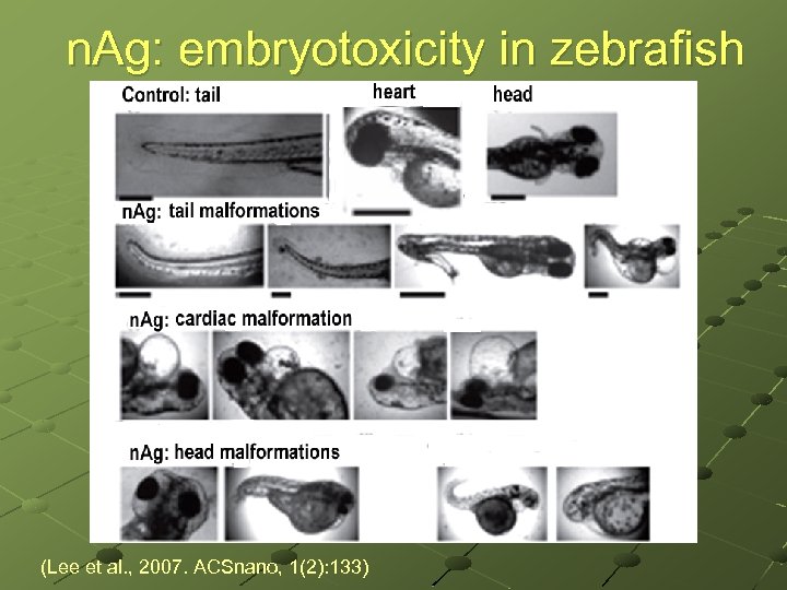 n. Ag: embryotoxicity in zebrafish (Lee et al. , 2007. ACSnano, 1(2): 133) 