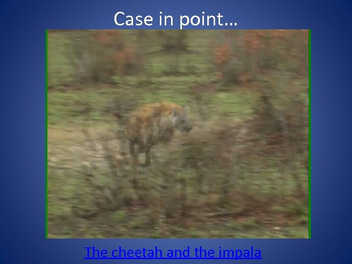 Case in point… The cheetah and the impala 