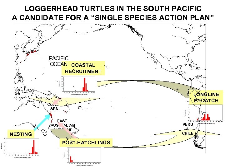 LOGGERHEAD TURTLES IN THE SOUTH PACIFIC A CANDIDATE FOR A “SINGLE SPECIES ACTION PLAN”