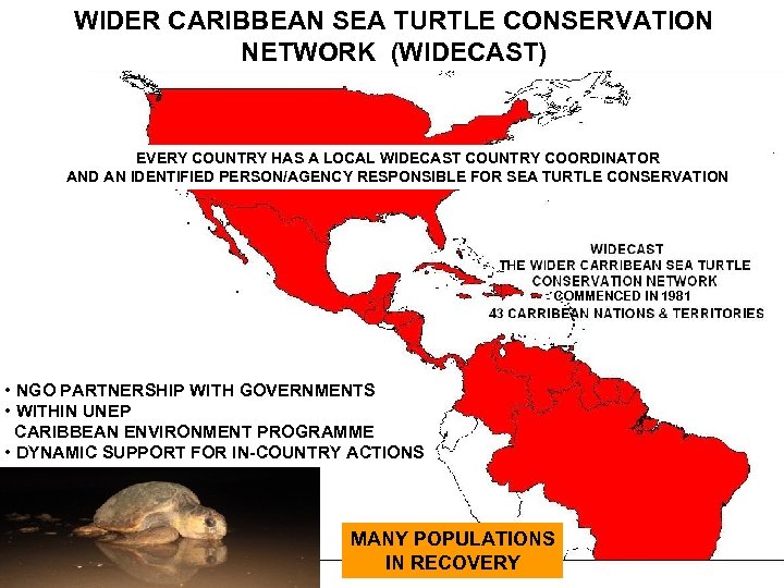 WIDER CARIBBEAN SEA TURTLE CONSERVATION NETWORK (WIDECAST) EVERY COUNTRY HAS A LOCAL WIDECAST COUNTRY