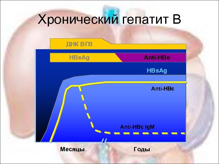 Хронический гепатит В ДНК ВГВ HBe. Ag Anti-HBe HBs. Ag Anti-HBc Ig. M Месяцы