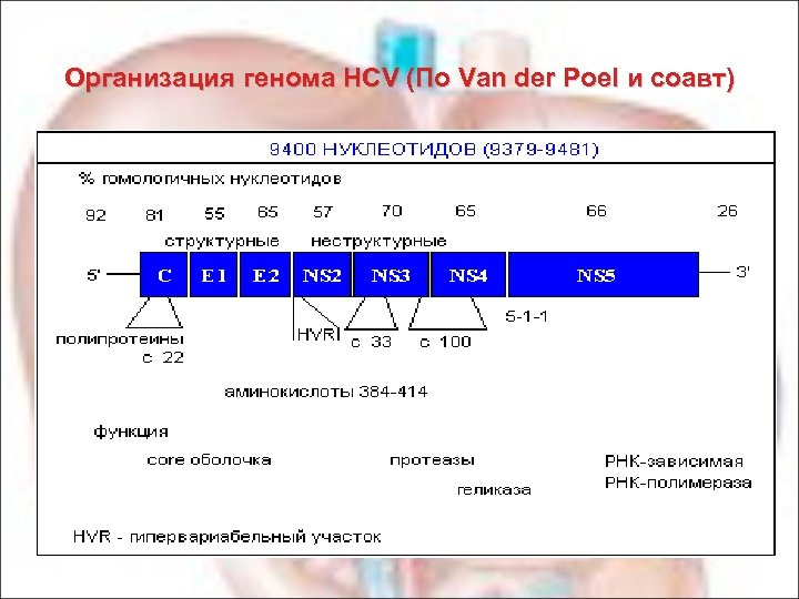  Организация генома HCV (По Van der Poel и соавт) 