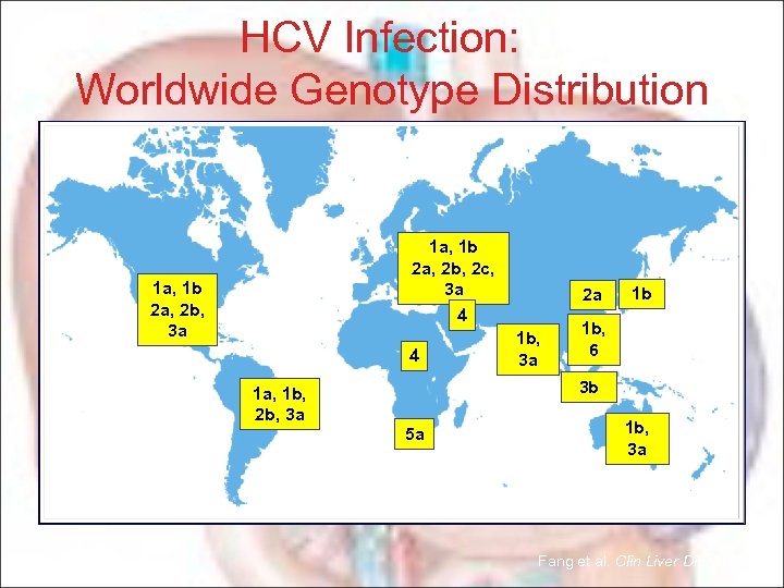 HCV Infection: Worldwide Genotype Distribution 1 a, 1 b 2 a, 2 b, 2