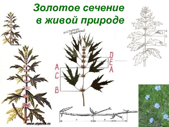 Золотое сечение в живой природе 