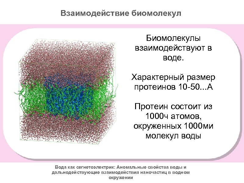 Взаимодействие биомолекул Биомолекулы взаимодействуют в воде. Характерный размер протеинов 10 -50. . . А