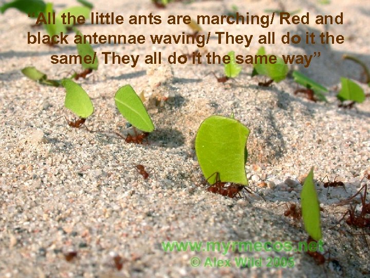 “All the little ants are marching/ Red and black antennae waving/ They all do