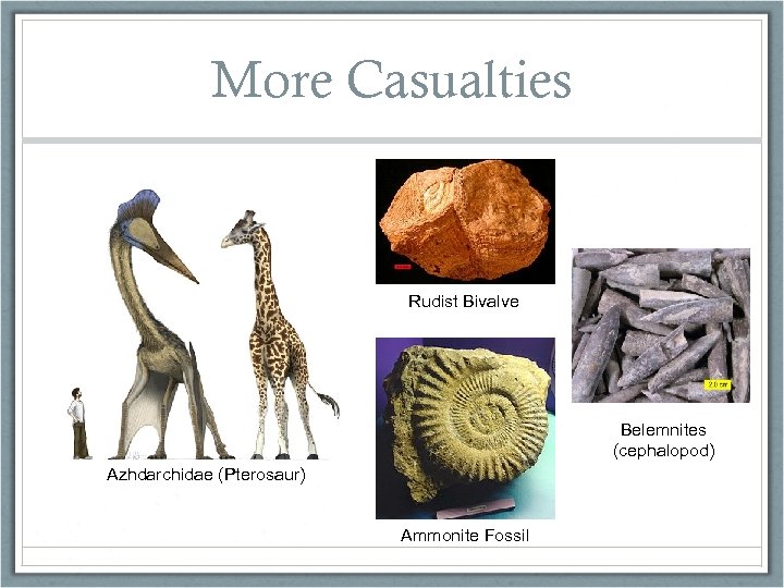 More Casualties Rudist Bivalve Belemnites (cephalopod) Azhdarchidae (Pterosaur) Ammonite Fossil 