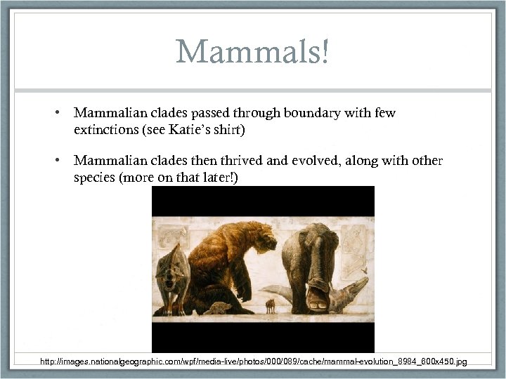 Mammals! • Mammalian clades passed through boundary with few extinctions (see Katie’s shirt) •