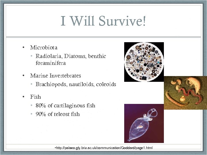 I Will Survive! • Microbiota • Radiolaria, Diatoms, benthic foraminifera • Marine Invertebrates •