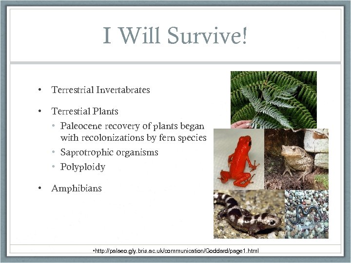 I Will Survive! • Terrestrial Invertabrates • Terrestial Plants • Paleocene recovery of plants