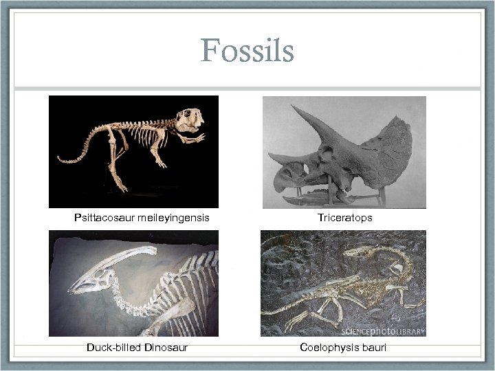 Fossils Psittacosaur meileyingensis Duck-billed Dinosaur Triceratops Coelophysis bauri 