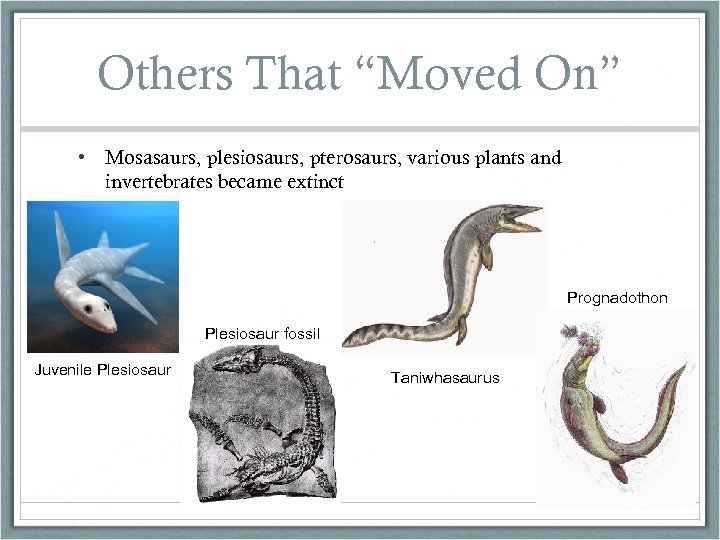 Others That “Moved On” • Mosasaurs, plesiosaurs, pterosaurs, various plants and invertebrates became extinct