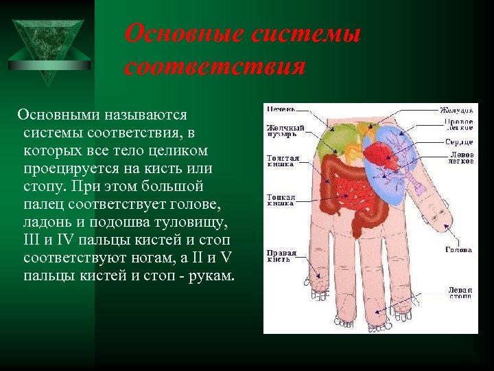 Основные системы соответствия Основными называются системы соответствия, в которых все тело целиком проецируется на