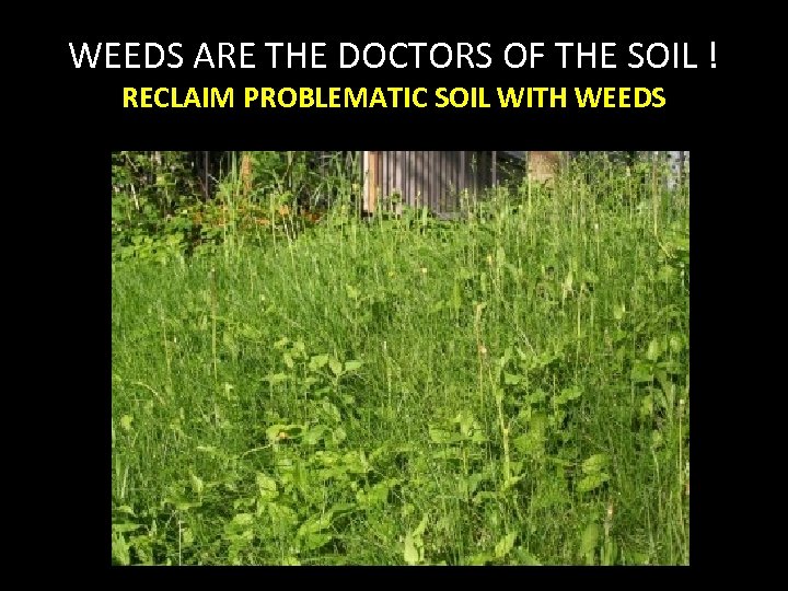 WEEDS ARE THE DOCTORS OF THE SOIL ! RECLAIM PROBLEMATIC SOIL WITH WEEDS 