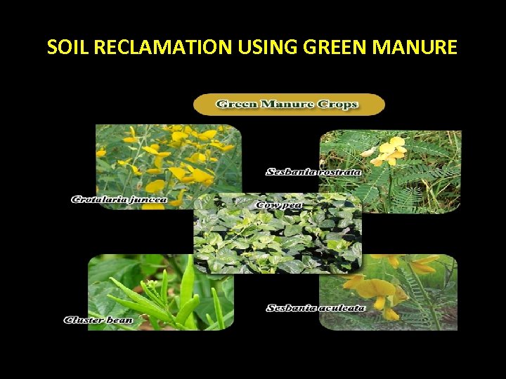 SOIL RECLAMATION USING GREEN MANURE 