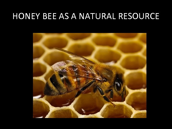 HONEY BEE AS A NATURAL RESOURCE 