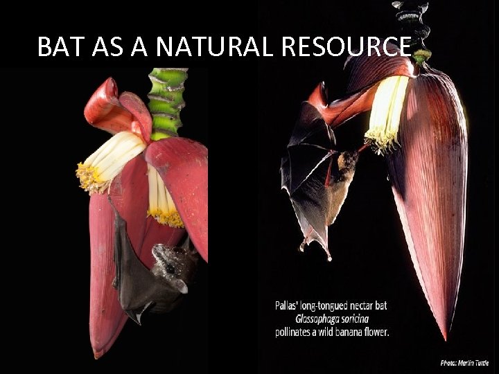 BAT AS A NATURAL RESOURCE 