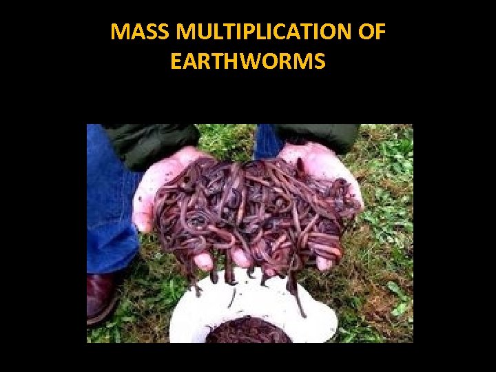 MASS MULTIPLICATION OF EARTHWORMS 