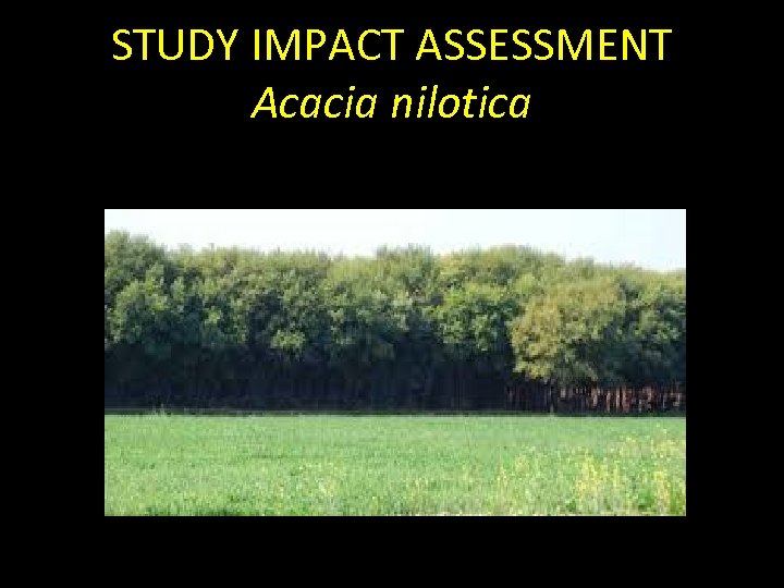 STUDY IMPACT ASSESSMENT Acacia nilotica 