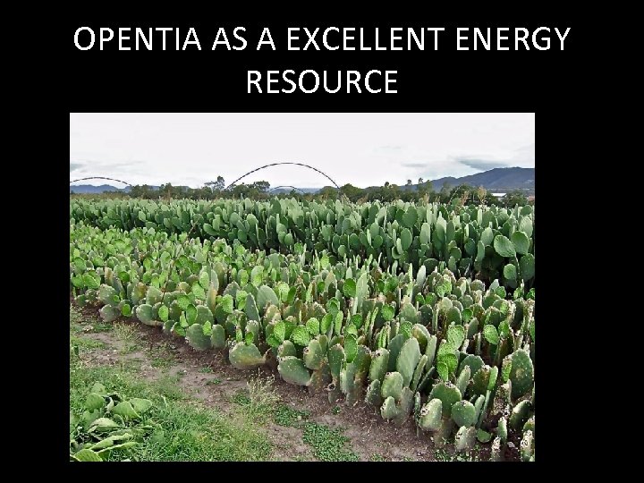 OPENTIA AS A EXCELLENT ENERGY RESOURCE 