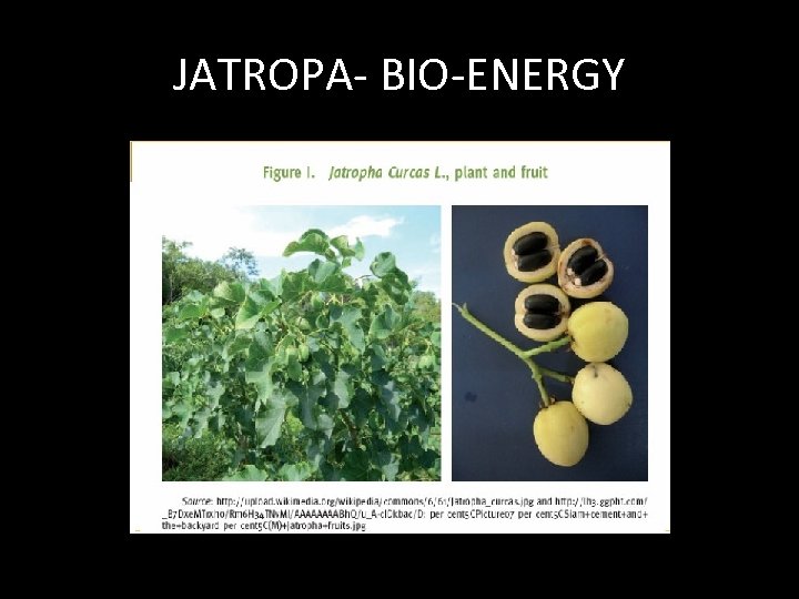 JATROPA- BIO-ENERGY 