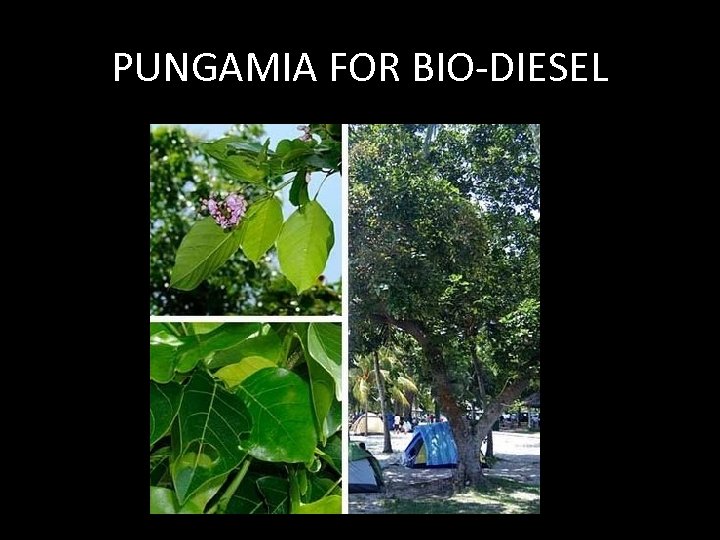 PUNGAMIA FOR BIO-DIESEL 