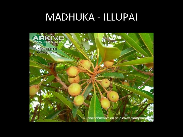 MADHUKA - ILLUPAI 