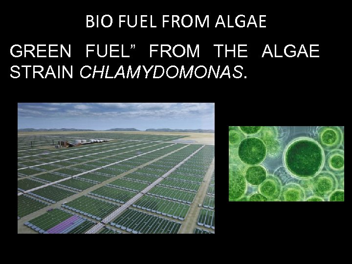 BIO FUEL FROM ALGAE GREEN FUEL” FROM THE ALGAE STRAIN CHLAMYDOMONAS. 