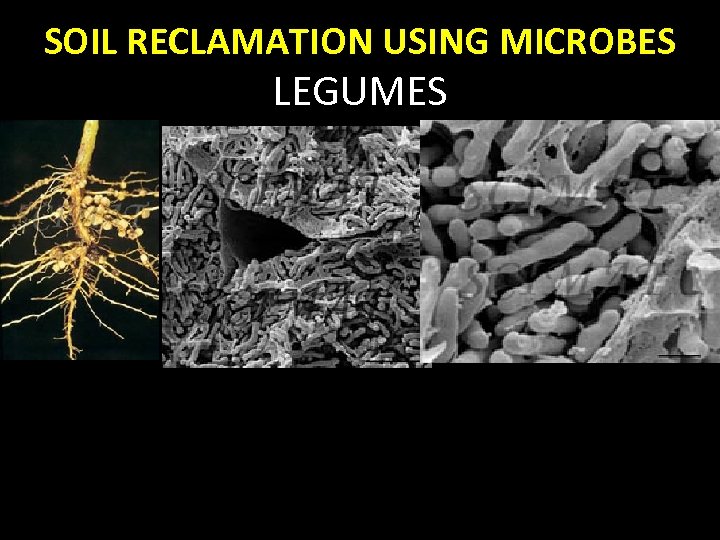 SOIL RECLAMATION USING MICROBES LEGUMES 