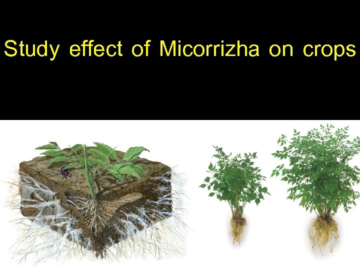 Study effect of Micorrizha on crops 