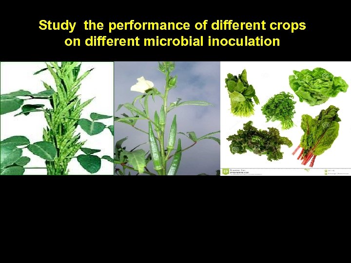 Study the performance of different crops on different microbial inoculation 