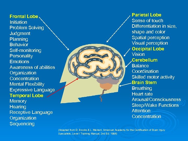 Frontal Lobe Initiation Problem Solving Judgment Planning Behavior Self-monitoring Personality Emotions Awareness of abilities