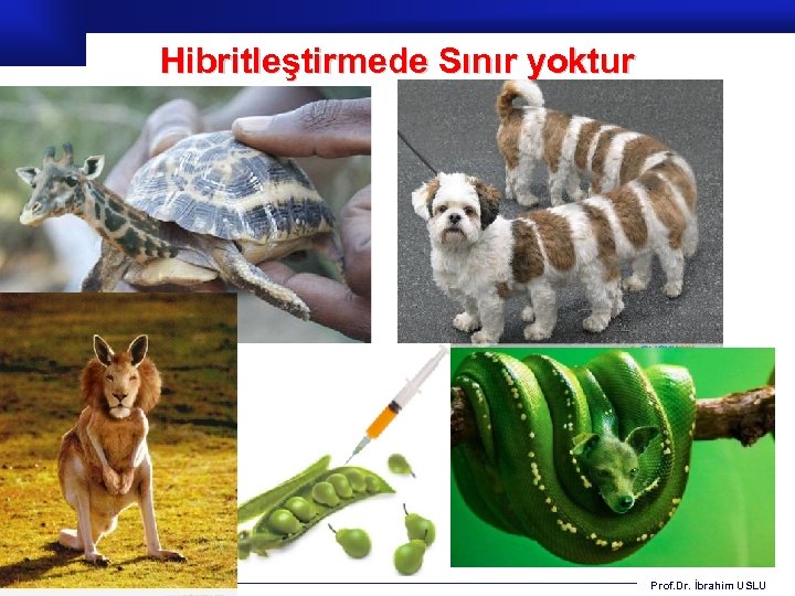 Hibritleştirmede Sınır yoktur Prof. Dr. İbrahim USLU 