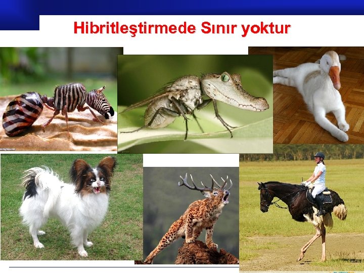 Hibritleştirmede Sınır yoktur Prof. Dr. İbrahim USLU 