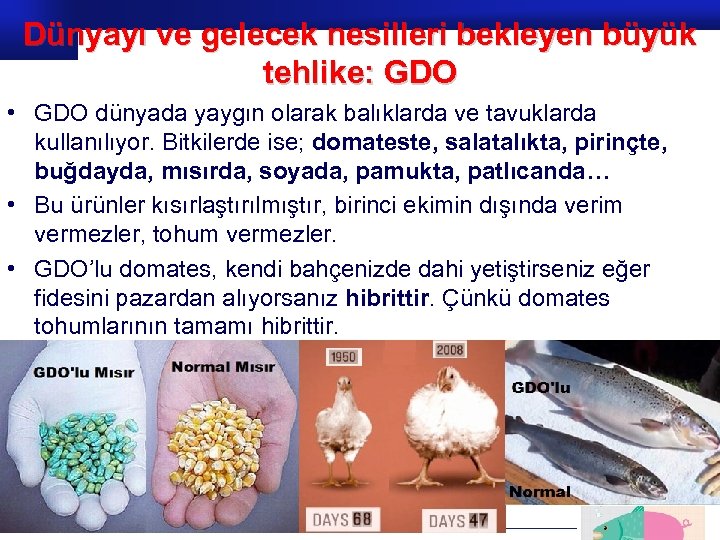 Dünyayı ve gelecek nesilleri bekleyen büyük tehlike: GDO • GDO dünyada yaygın olarak balıklarda
