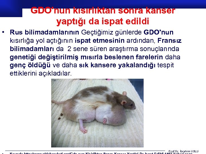 GDO'nun kısırlıktan sonra kanser yaptığı da ispat edildi • Rus bilimadamlarının Geçtiğimiz günlerde GDO'nun