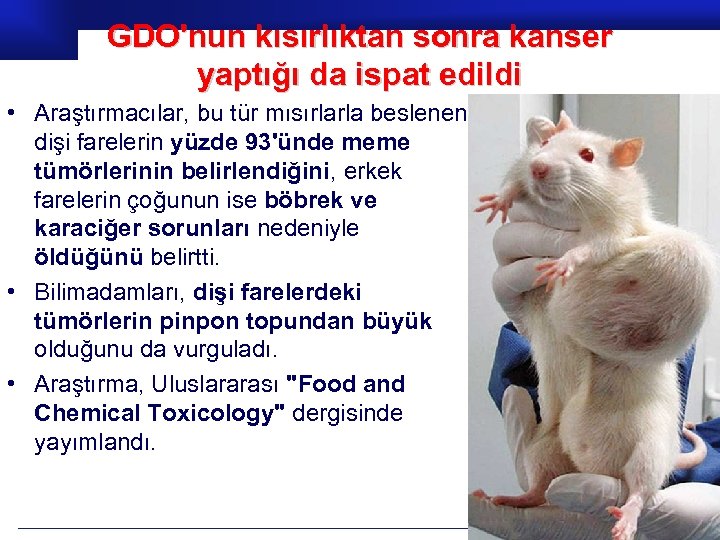 GDO'nun kısırlıktan sonra kanser yaptığı da ispat edildi • Araştırmacılar, bu tür mısırlarla beslenen