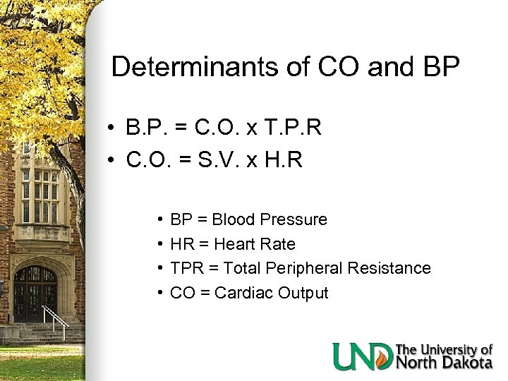 Determinants of CO and BP • B. P. = C. O. x T. P.