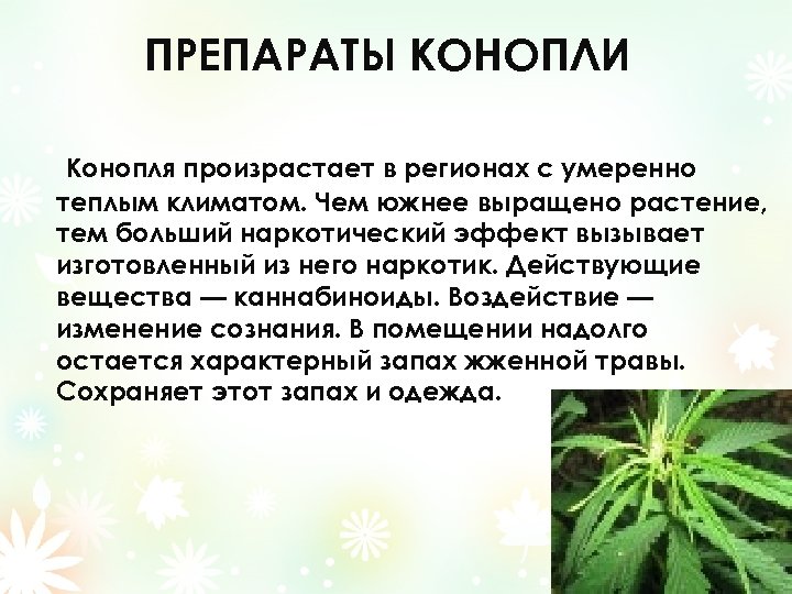 ПРЕПАРАТЫ КОНОПЛИ Конопля произрастает в регионах с умеренно теплым климатом. Чем южнее выращено растение,