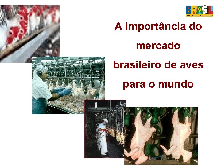 A importância do mercado brasileiro de aves para o mundo 