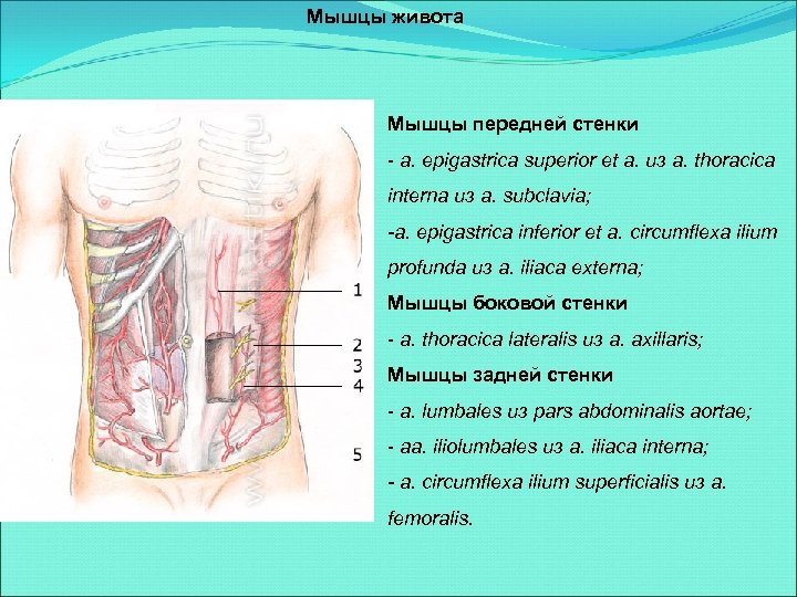 Мышцы живота Мышцы передней стенки - a. epigastrica superior et a. из a. thoracica
