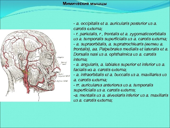 Мимические мышцы - a. occipitalis et a. auricularis posterior из a. carotis externa; -