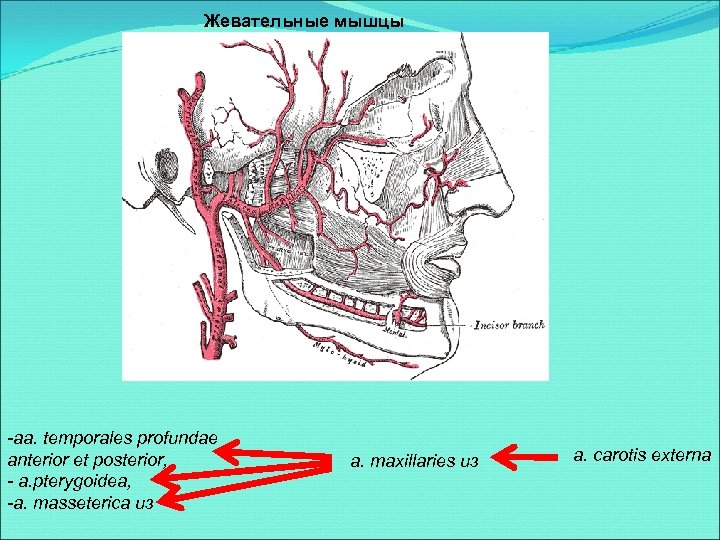 Жевательные мышцы -aa. temporales profundae anterior et posterior, - a. pterygoideа, -a. masseterica из