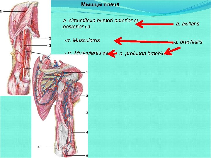Мышцы плеча a. circumflexa humeri anterior et posterior из -rr. Musculares - rr. Musculares