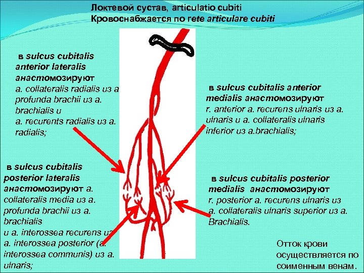 Локтевой сустав, articulatio cubiti Кровоснабжается по rete articulare cubiti в sulcus cubitalis anterior lateralis