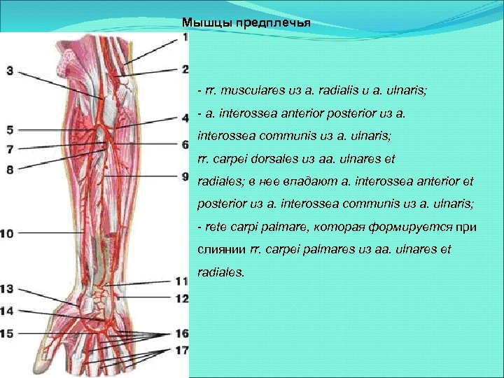 Мышцы предплечья - rr. musculares из a. radialis и a. ulnaris; - a. interossea