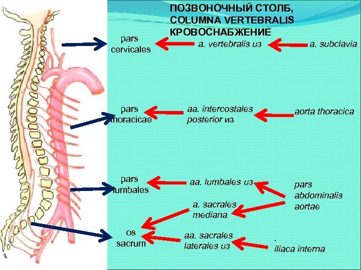 pars cervicales ПОЗВОНОЧНЫЙ СТОЛБ, COLUMNA VERTEBRALIS КРОВОСНАБЖЕНИЕ a. vertebralis из pars thoracicae aa. intercostales