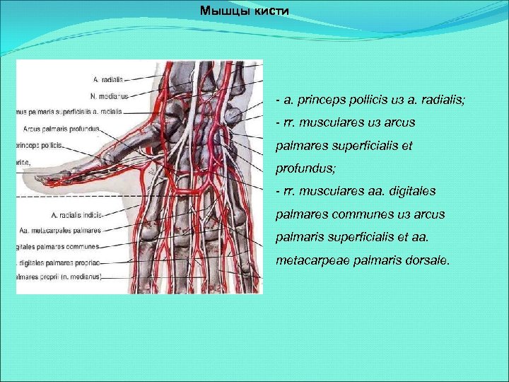 Мышцы кисти - a. princeps pollicis из a. radialis; - rr. musculares из arcus