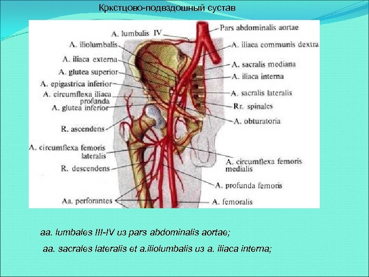 Кркстцово-подвздошный сустав aa. lumbales III-IV из pars abdominalis aortae; aa. sacrales lateralis et a.